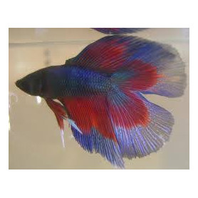 Betta doble cola Betta splendens macho doble cola Luchador de Siam Pez Betta