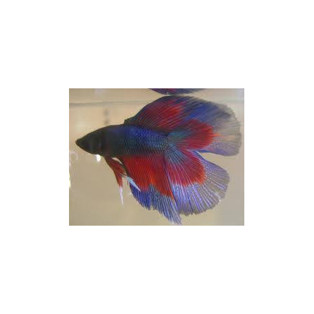 Betta splendens macho doble cola Luchador de Siam Pez Betta