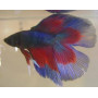Betta splendens macho doble cola Luchador de Siam Pez Betta