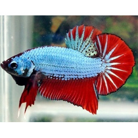 Betta plakat hmpk elegir ejemplar por whatsapp 611054049 Betta splendens macho plakat hmpk Luchador de Siam Pez Betta