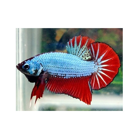 Betta splendens macho plakat hmpk Luchador de Siam Pez Betta