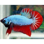 Betta splendens macho plakat hmpk Luchador de Siam Pez Betta