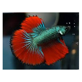 Betta cola media luna Betta splendens macho cola media luna Luchador de Siam Pez Betta