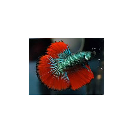 Betta splendens macho cola media luna Luchador de Siam Pez Betta