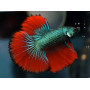 Betta splendens macho cola media luna Luchador de Siam Pez Betta