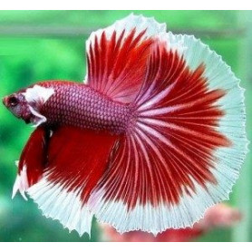 Betta cola luna llena Betta splendens macho cola luna llena Luchador de Siam Pez Betta