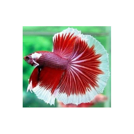Betta splendens macho cola luna llena Luchador de Siam Pez Betta