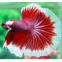 Betta splendens macho cola luna llena Luchador de Siam Pez Betta