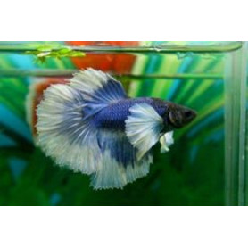 Betta dumbo Betta dumbo