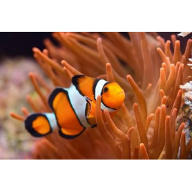 Amphiprion ocellaris Amphiprion ocellaris