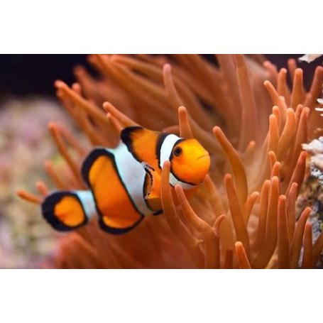 Amphiprion ocellaris