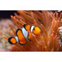 Amphiprion ocellaris