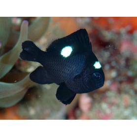 Dascyllus trimaculatus Dascyllus trimaculatus