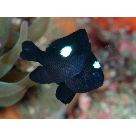 Dascyllus trimaculatus