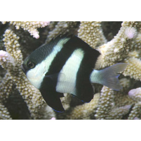 Dascyllus aruanus Dascyllus aruanus