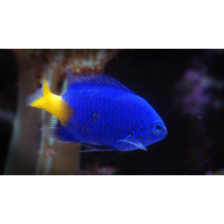 Chrysiptera parasema