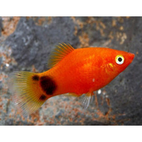 Platy mickey mouse Platy mickey mouse 2.5-3.5cm