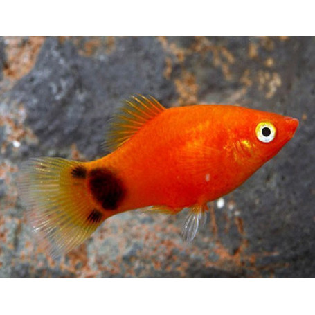 Platy mickey mouse 2.5-3.5cm