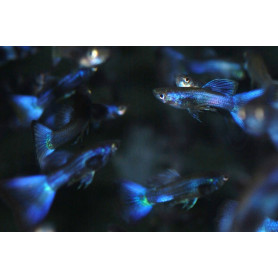 Guppy blue moscow macho Guppy blue moscow macho