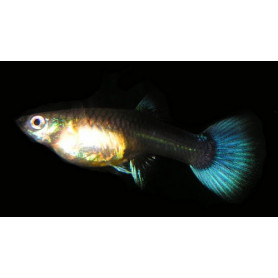 Guppy blue moscow hembra Guppy blue moscow hembra