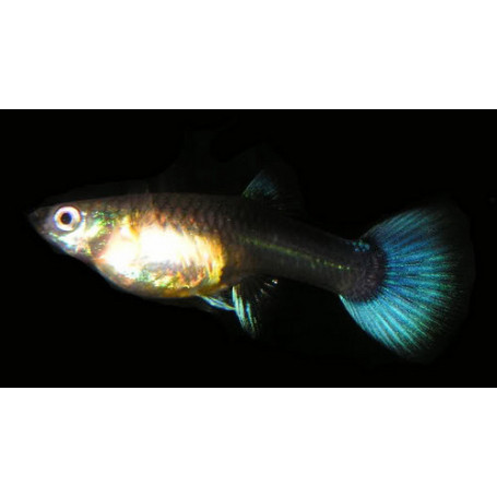 Guppy blue moscow hembra