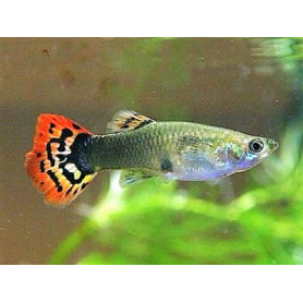 Guppy dumbo hembra surtida guppy dumbo hembra