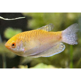 Gurami oro Trichogaster trichopterus gurami oro