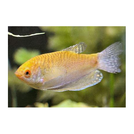 Trichogaster trichopterus gurami oro