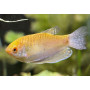 Trichogaster trichopterus gurami oro