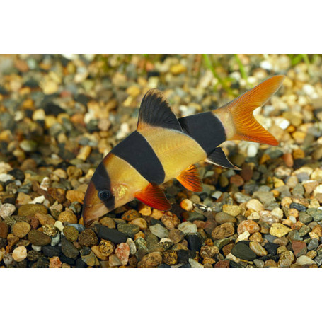 BOTIA MACRACANTHUS PAYASO