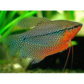 Gurami perla Trichogaster Leerii gurami perla