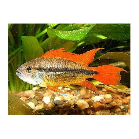 Apistograma cacatuoides orange