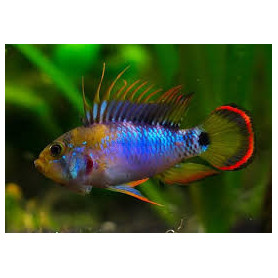 Apistogramma Baenschi Inca Apistogramma Baenschi Inca