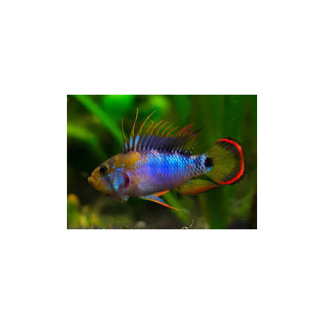 Apistogramma Baenschi Inca