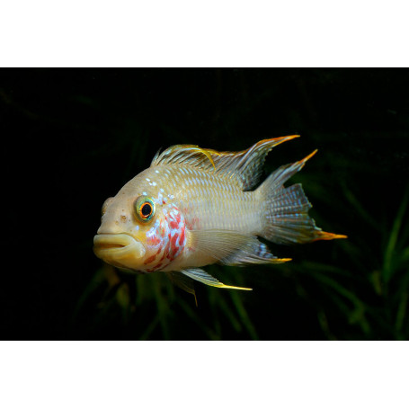 Apistogramma Diamond Face