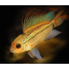 Apistogramma Agassizi Gold Line Tucurui Apistogramma Agassizi Gold Line Tucurui