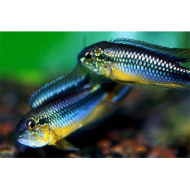 Apistogramma Agassizi Rio Tefe Blue Apistogramma Agassizi Rio Tefe Blue