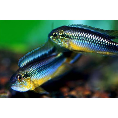 Apistogramma Agassizi Rio Tefe Blue