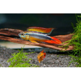 Apistogramma Agassizi Double Red Apistogramma Agassizi Double Red