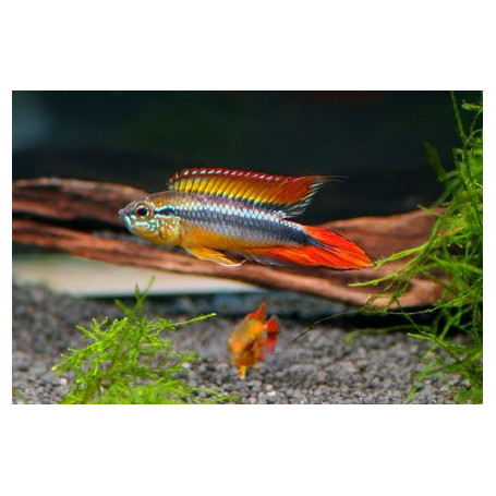Apistogramma Agassizi Double Red