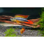 Apistogramma Agassizi Double Red