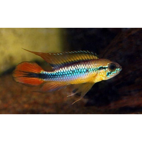 Apistogramma Agassizi Gold Red