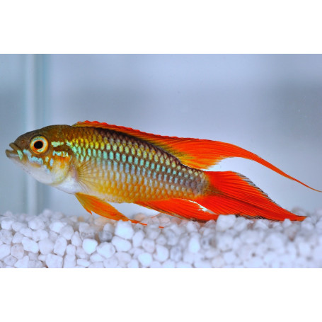 Apistogramma Agassizi Red Dorsal