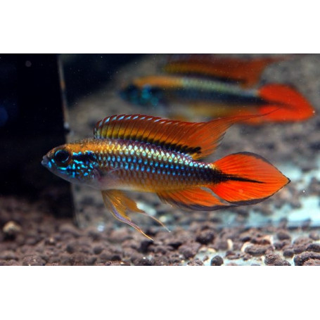 Apistogramma Agassizi Super Red