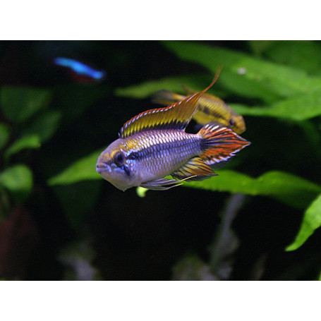 Apistogramma Agassizii