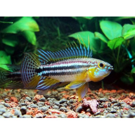 Apistogramma Bitaeniata Peru Blue Apistogramma Bitaeniata Peru Blue