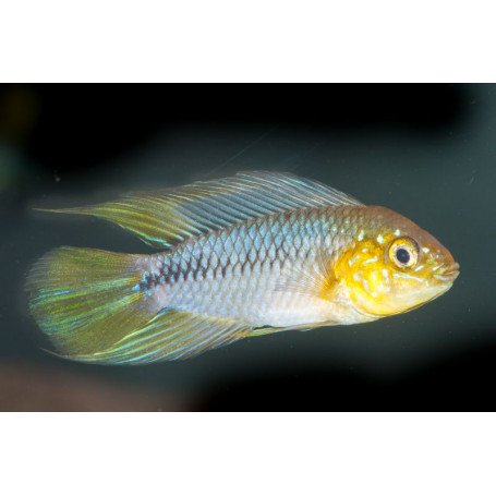Apistogramma Borelli