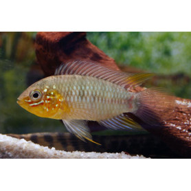 Apistogramma Borelli Paraquai Apistogramma Borelli Paraquai