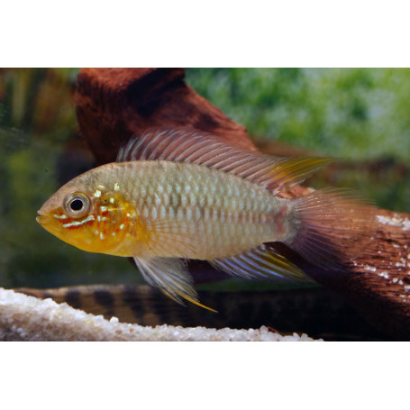 Apistogramma Borelli Paraquai