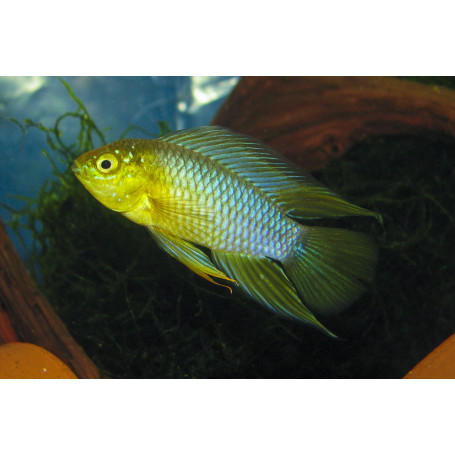Apistogramma Borelli Yellow Head